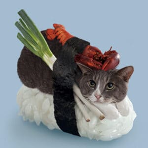 Sushi Cat Nyata